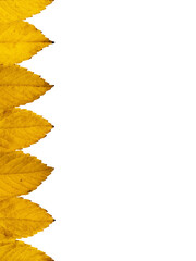 Yellow dog rose leaves border, isolated on white