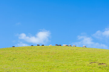 Fototapeta premium Cows grazing on a top of a meadow.