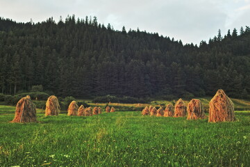 Lines of hay sheaves on the green field