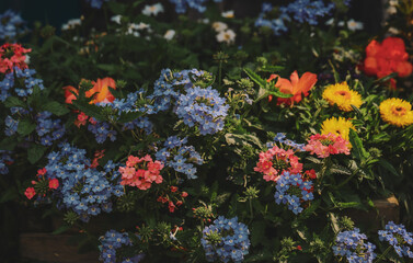 Piękne i kolorowe byliny ogrodowe, kwiaty rabatowe - obrazy, fototapety, plakaty