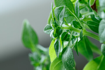 Macro photo of basil sprouts, close-up, ingredient for cooking