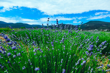 Beautiful violet wild Lavender backdrop meadow close up. French Provence field of purple lavandula herbs blooming. lawanda, lavander plantation - 444596396