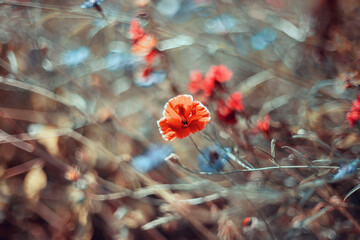 Kwiaty czerwonych maków polnych. Letnie kwitnące kwiaty. Czerwony mak polny na bezdrożach....