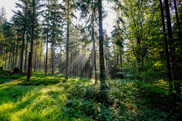 Obraz premium Früh Morgens im Wald Sonnenstrahlen Nebel Gegenlicht Bäume