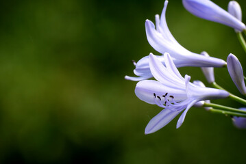 Zbliżenie na fioletowe kwiaty agapantu