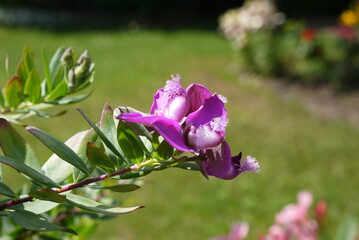 Piękny fioletowy kwiat na zielonym tle ogrodu