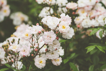 Roses in the garden in different colours with a beautifull green background