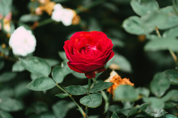 Roses in the garden in different colours with a beautifull green background