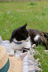 cat on the grass - picnic