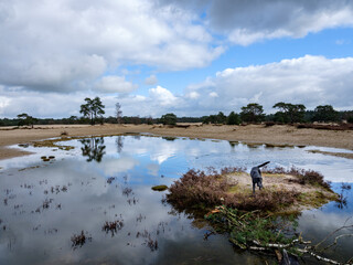 Naklejka premium Naturereserve De Soester Duinen, Utrecht Province, The Netherlands