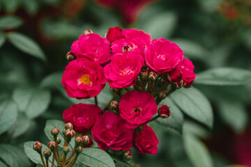 Roses in the garden in different colours with a beautifull green background