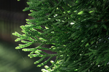 Twig of coniferous tree thuja macro photo, close-up texture of the plant