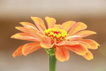 orange gerber daisy