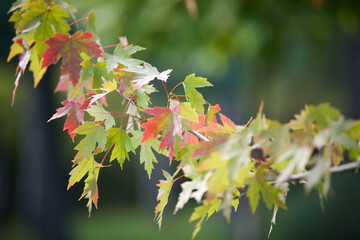 Bright red and green autumn maple leaves on green background of Park or forest.