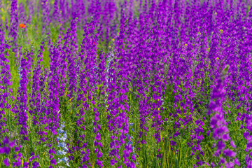 Fototapeta premium Big flower bed with blossom delphinium, violet flowers on a field with red poppies.
