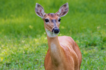 Close up of beautiful attentive doe looking with ears high