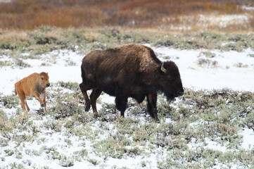 Bison Calf and Mother on the Move in Gardeners Hole on a Snowy Spring Day in Yellowstone National Park