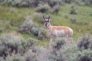 Naklejka na ściany i meble Pronghorn Antelope in the Lamar Valley - Yellowstone National Park