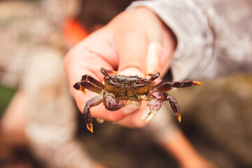 crab in hand