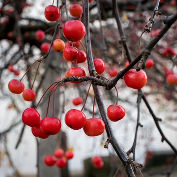 Large red ranetki fruits on an autumn tree