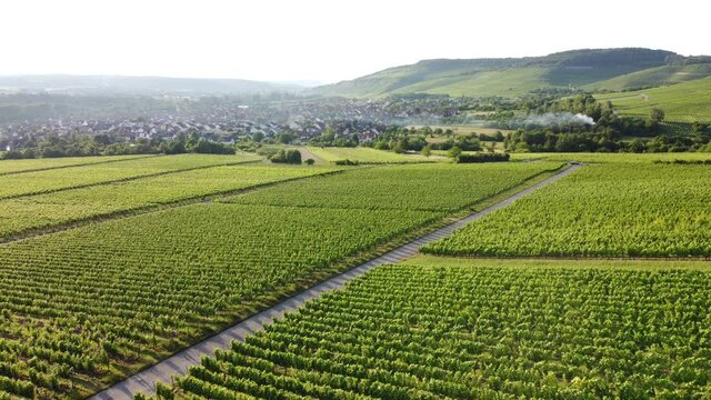 Drohnenaufnahme, große Rebflächen im Thüngersheimer Weinberg.