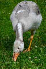 Grazing young geese in a meadow