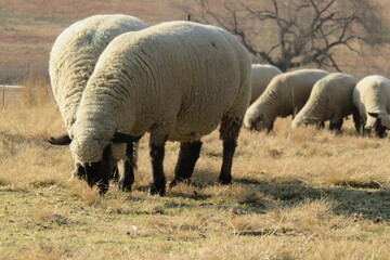 Herd of sheep grazing in the countryside