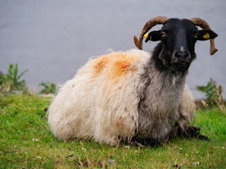 One sheep on a grass by the ocean