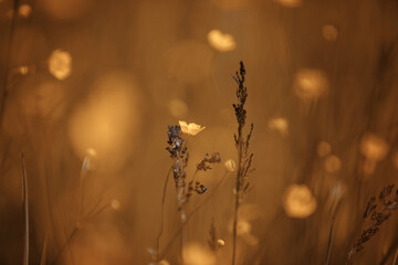 Letnia łąka z żółtymi kwiatkami i trawkami na rozmytym tle.  Delikatne płatki letnich polnych jaskrów - obrazy, fototapety, plakaty