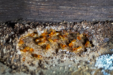 Group of the small termite, Termites are social creatures that damage people's wooden houses because they eat wood,	