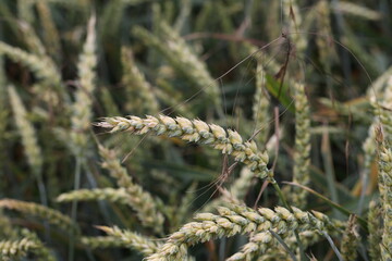 Background from green ears of wheat field