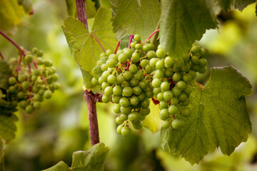 Detail of clusters of Alvarinhas grapes still unripe, 2 months to go before the harvest.