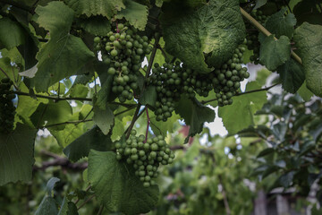 Detail of several clusters of Alvarinho grapes, excellent grape production in 2021.