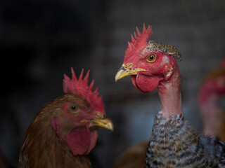 Detail of the head of a happy and healthy chicken.