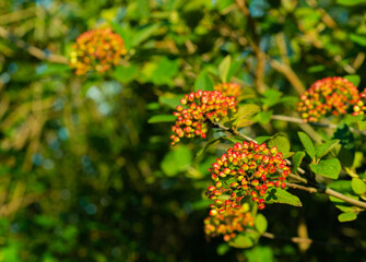 orange flowers in the garden