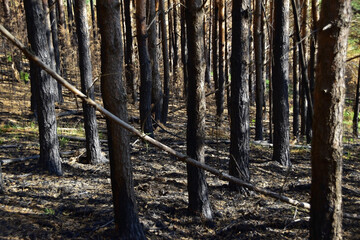 Pine forest after the fire