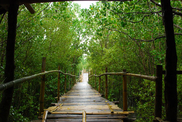 Obraz premium bridge in the Mangrove forest