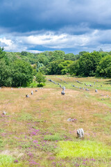 Carnac in Brittany, stones field, alignment of menhirs
