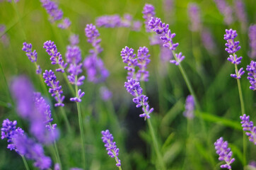 Naklejka premium lavender purple flowers in the field, concept, with blurred background and foreground