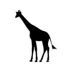 The silhouette of a standing giraffe in black on a white background.