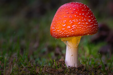 Einzelner Fliegenpilz auf einer Wiese