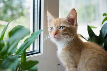cat on a white window with a plant and in pots. The kitten sniffs house plants. dangers of domestic plants for pets