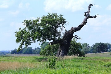 dąb