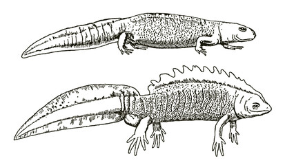 Crawling female and swimming male northern crested newt triturus cristatus in side view, after antique engraving - obrazy, fototapety, plakaty
