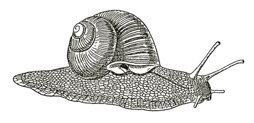 Roman or Burgundy snail in side view, after antique engraving © M