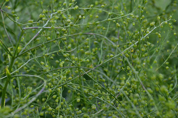 The ripening fruits of the bitter radish