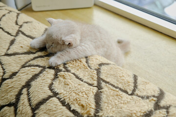 close-up of a cute British Shorthair cat sleeps on the sofa