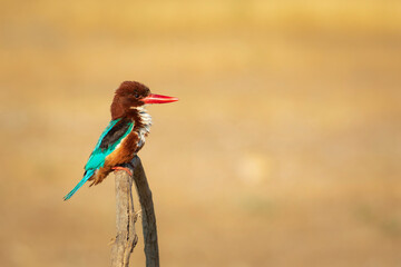 Colorful bird White throated Kingfisher. Yellow nature background. 