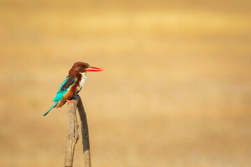 Colorful bird White throated Kingfisher. Yellow nature background. 