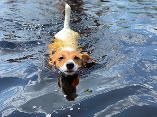 Dog Jack Russell Terrier swims in the water.
